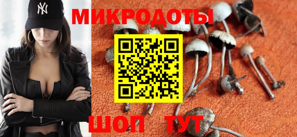 Галлюциногенные грибы Psilocybe Сальск